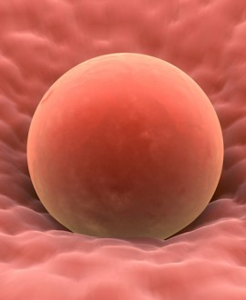Postupak In Vitro Maturation (IVM)
