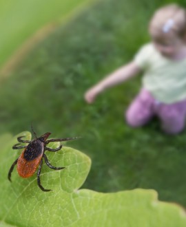 Dete je ujeo krpelj - Kako izvaditi krpelja? Kada otići kod doktora?